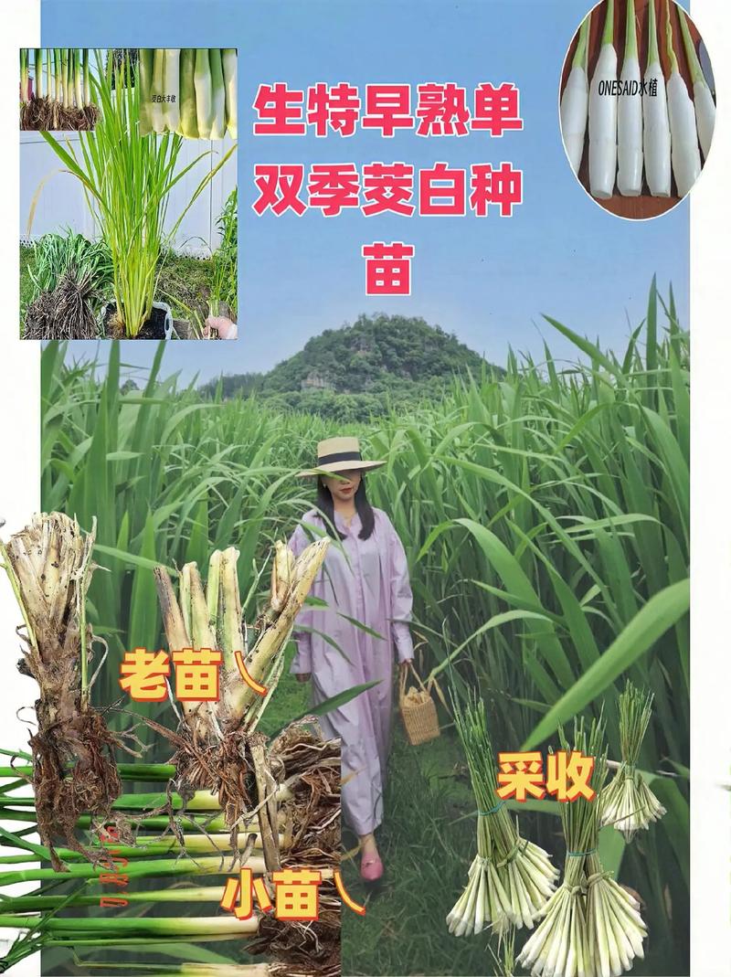 双季茭白种苗.高产早熟双季茭白种苗= 一年两熟高产茭白种苗=